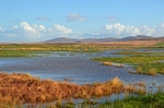 Loch Gruinart RSPB reserve, Islay, Argyll