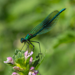 Banded Demoiselle