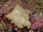 Asterina gibbosa
