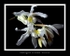 Coelogyne cristata 'Citrina'