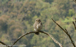 Asian Barred Owlet
