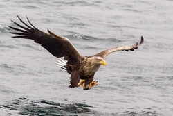 sea-eagle-catching-fish2