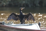 Cormorant