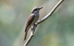 Common Woodshrike