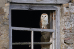 Barn Owl in a window.   ref 8990