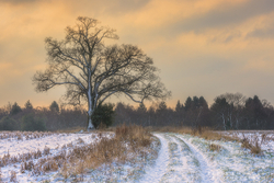 Winter Oak