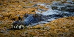 Freshwater Crocodile