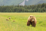 Brown Bear family in meadow, Silver Salmon Creek, Alaska