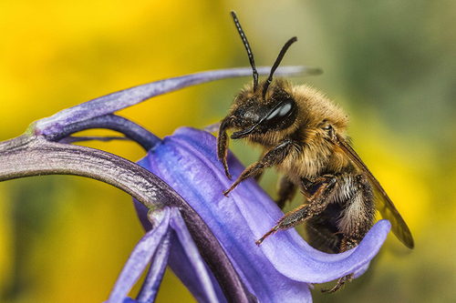Andrena carantonica