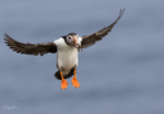 Puffen Flying 1