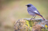 black redstart 1
