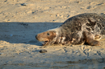Atlantic Grey Seal