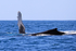 Two Humpback Whales on surface, Drake Bay, Costa Rica