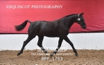 BPP_1753