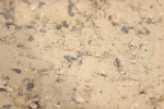 SBM_008477