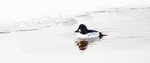 GOLDENEYE - PORT DOVER