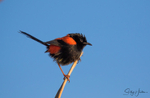 Red Wren Male 10