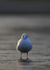 Black backed gull 2