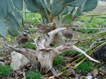 BOBWHITE QUAIL