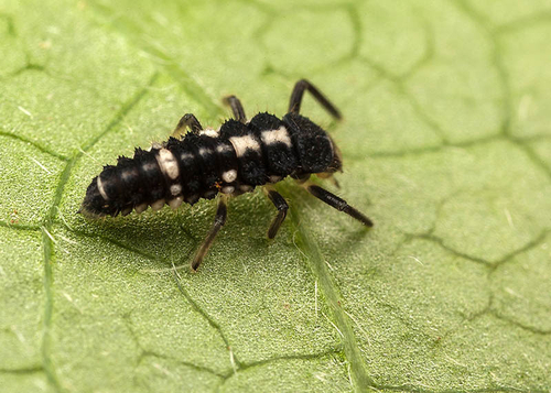 14-spot Ladybird larva([i]Propylea quattuordecimpunctata[/i]). Warwickshire, August 2012.