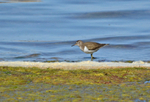 Common Sandpiper