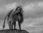 Master of all he surveys