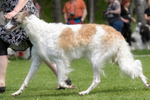 2022 Specialty show 3