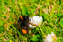 Bee on a white clover - DSC_4261