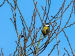 Blue Tit