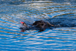 Black Swan Snorkeling 2. 0A3A0554