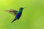 Violet-bellied Hummingbird portfolio