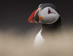 PUFFIN, ISLE OF MULL