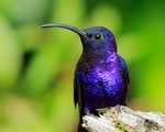 Violet Sabrewing (male) close-up, La Paz Gardens, Costa Rica