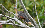Hoatzin