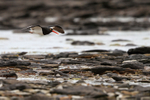 Magellanic Oystercatcher flying over rocky shoreline, Carcass Island