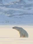 Male Polar Bear sitting, Svalbard, Norway