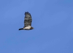 Short Toed Eagle