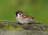Tree Sparrow