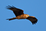 Red Kite gliding