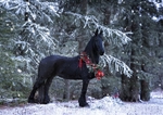 snow1