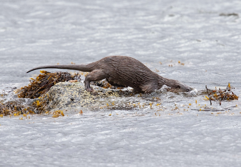 Eurasian Otter - Isle of Mull - Scotland