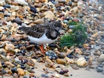 Turnstone