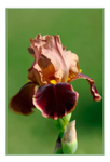 Iris germanica 'Louvois' 2