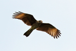 Yellow-headed Caracara portfolio
