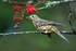 Mistle Thrush