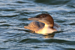 Head-on view of Great Northern Diver (juvenile) in late afternoon sun