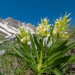 Elderflower Orchid (Dactylorhiza sambucina) 