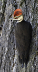 Pileated Woodpecker, male, juvenile with blue tail feather tips