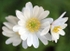 Wood Anemone