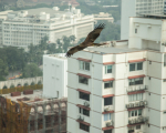 india-2